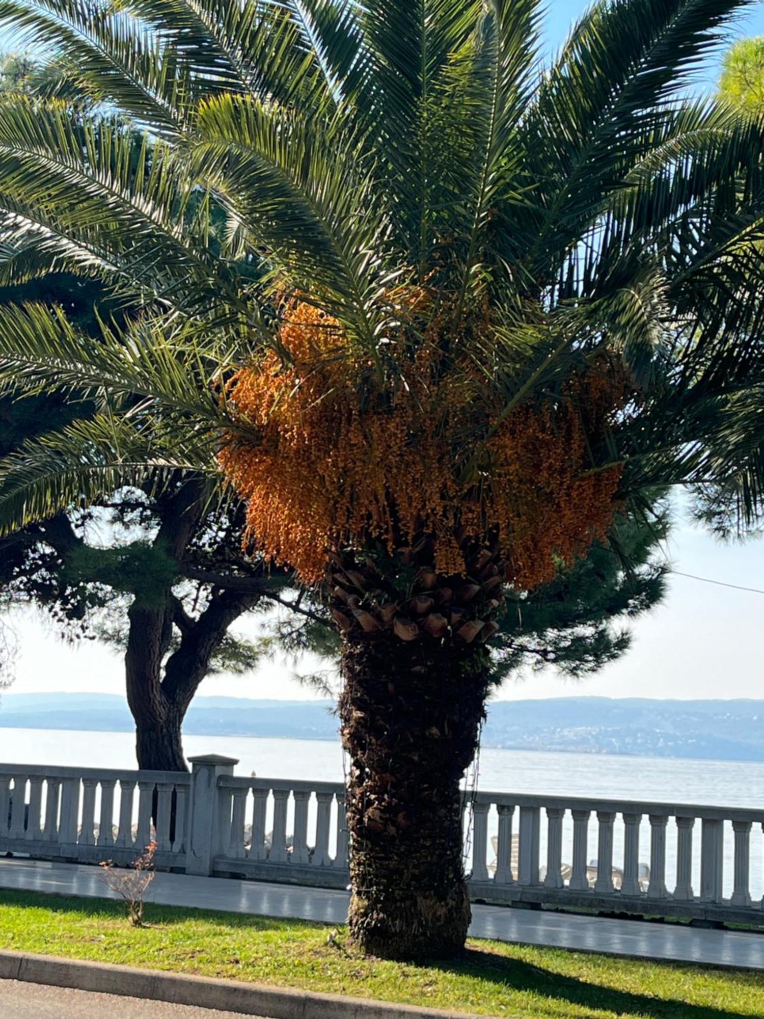 Crikvenica Right On The Beach Eksteriør bilde